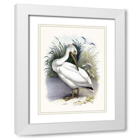 American White Pelican White Modern Wood Framed Art Print with Double Matting by Piddix