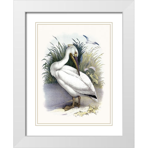 American White Pelican White Modern Wood Framed Art Print with Double Matting by Piddix