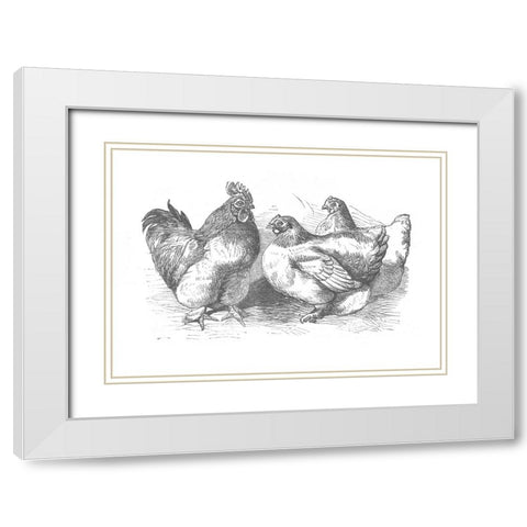 Chickens Sketch White Modern Wood Framed Art Print with Double Matting by Piddix