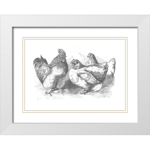 Chickens Sketch White Modern Wood Framed Art Print with Double Matting by Piddix