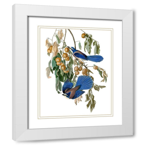 Florida Blue Jay White Modern Wood Framed Art Print with Double Matting by Piddix
