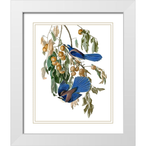 Florida Blue Jay White Modern Wood Framed Art Print with Double Matting by Piddix