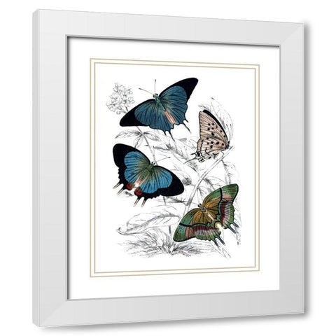 Butterfly Study I White Modern Wood Framed Art Print with Double Matting by Piddix