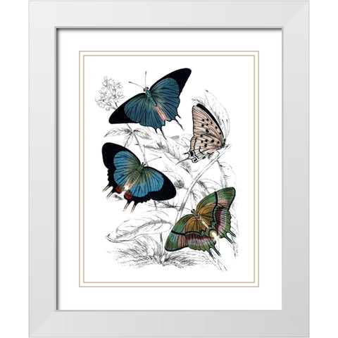 Butterfly Study I White Modern Wood Framed Art Print with Double Matting by Piddix