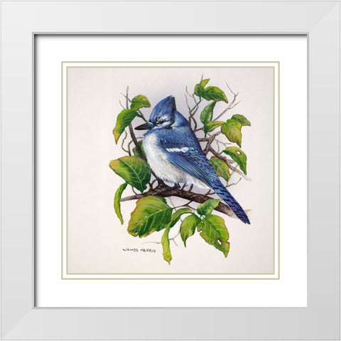 Blue Jay White Modern Wood Framed Art Print with Double Matting by Harris, James