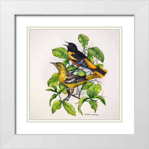 Northern Orioles White Modern Wood Framed Art Print with Double Matting by Harris, James