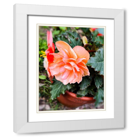 Potted Beauty White Modern Wood Framed Art Print with Double Matting by Hyler, JB