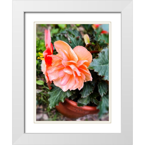 Potted Beauty White Modern Wood Framed Art Print with Double Matting by Hyler, JB