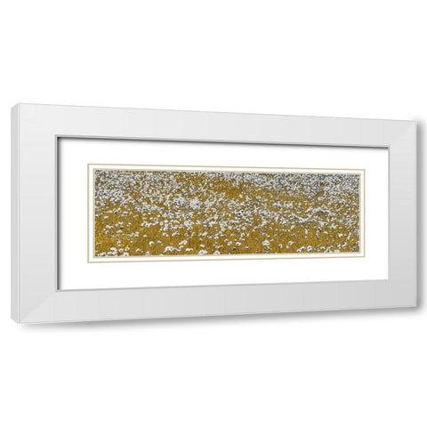 Fields of Gold White Modern Wood Framed Art Print with Double Matting by Lake, Shelley
