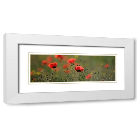 Soft Petals White Modern Wood Framed Art Print with Double Matting by Lake, Shelley