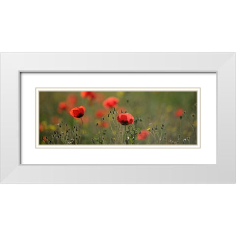 Soft Petals White Modern Wood Framed Art Print with Double Matting by Lake, Shelley