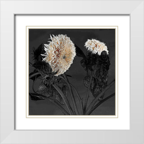 Sunflowers I White Modern Wood Framed Art Print with Double Matting by Lake, Shelley