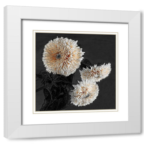 Sunflowers II White Modern Wood Framed Art Print with Double Matting by Lake, Shelley