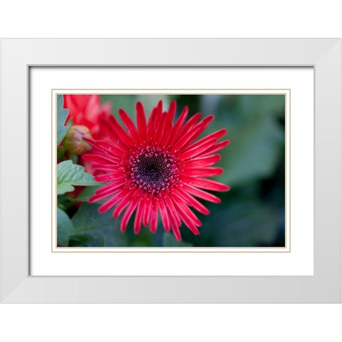 Golden Angle I White Modern Wood Framed Art Print with Double Matting by Hakimipour-Ritter