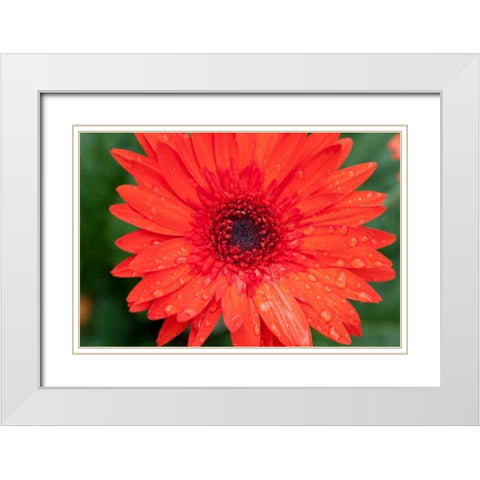 Paisley Wave I White Modern Wood Framed Art Print with Double Matting by Pinto, Patricia