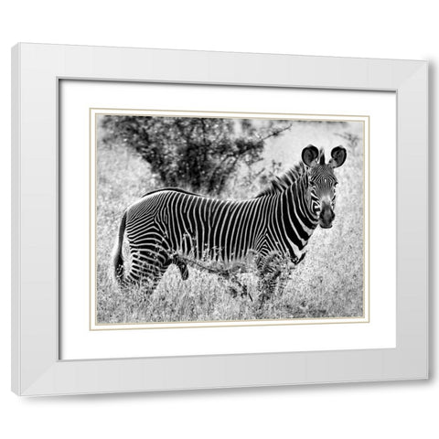 Zebra Lookout White Modern Wood Framed Art Print with Double Matting by Farnsworth, Sarah