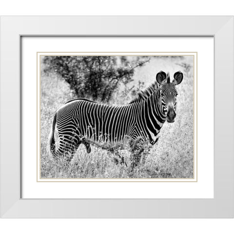 Zebra Lookout White Modern Wood Framed Art Print with Double Matting by Farnsworth, Sarah
