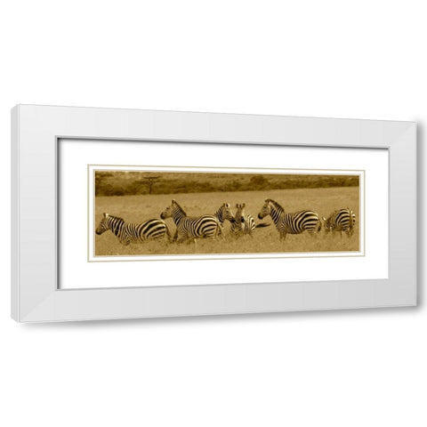 Zebras White Modern Wood Framed Art Print with Double Matting by Farnsworth, Sarah