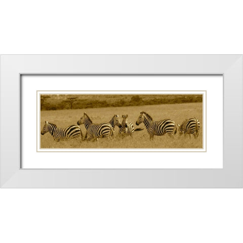 Zebras White Modern Wood Framed Art Print with Double Matting by Farnsworth, Sarah