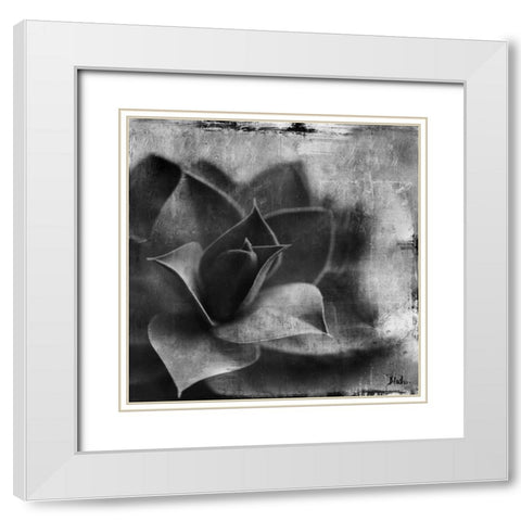 BW Succulent Border II White Modern Wood Framed Art Print with Double Matting by Pinto, Patricia