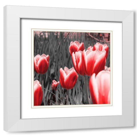 Red Tulips I White Modern Wood Framed Art Print with Double Matting by Navas, Emily