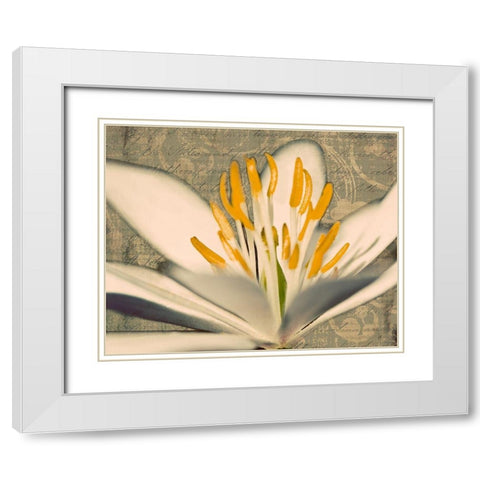 Puccoon on Damask I White Modern Wood Framed Art Print with Double Matting by Mansfield, Kathy