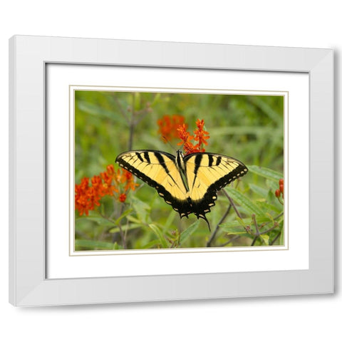 Black Yellow Butterfly I White Modern Wood Framed Art Print with Double Matting by Mansfield, Kathy