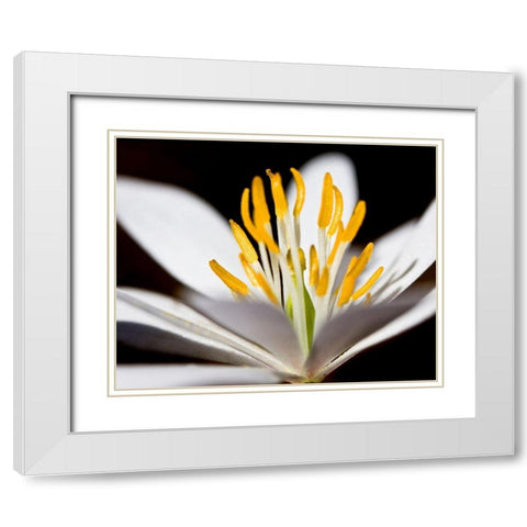 White Puccoon I White Modern Wood Framed Art Print with Double Matting by Mansfield, Kathy