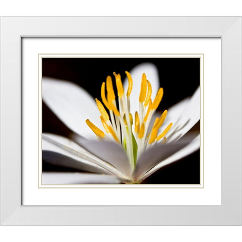 White Puccoon I White Modern Wood Framed Art Print with Double Matting by Mansfield, Kathy