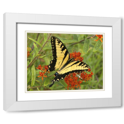 Black Yellow Butterfly II White Modern Wood Framed Art Print with Double Matting by Mansfield, Kathy