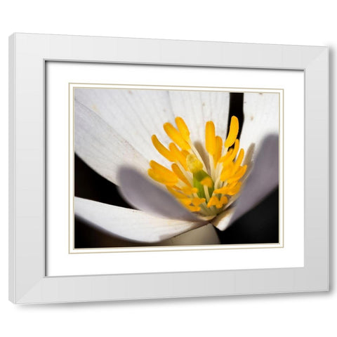 White Puccoon II White Modern Wood Framed Art Print with Double Matting by Mansfield, Kathy