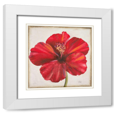 Red Hibiscus White Modern Wood Framed Art Print with Double Matting by Pinto, Patricia