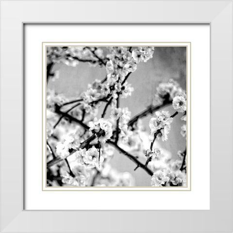 Black and White Blossoms I White Modern Wood Framed Art Print with Double Matting by Bryant, Susan