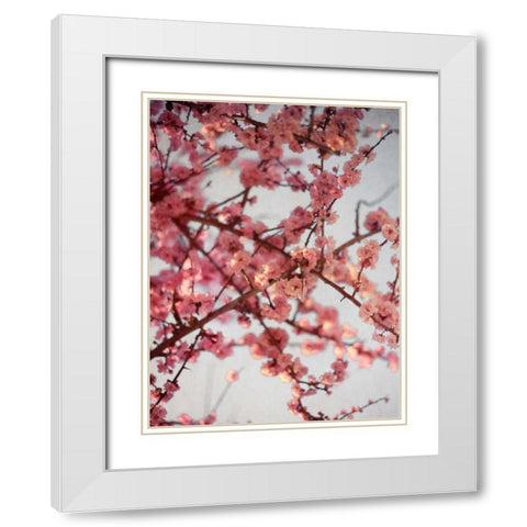 Cherry Blossoms I White Modern Wood Framed Art Print with Double Matting by Bryant, Susan