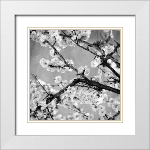 Black and White Blossoms II White Modern Wood Framed Art Print with Double Matting by Bryant, Susan