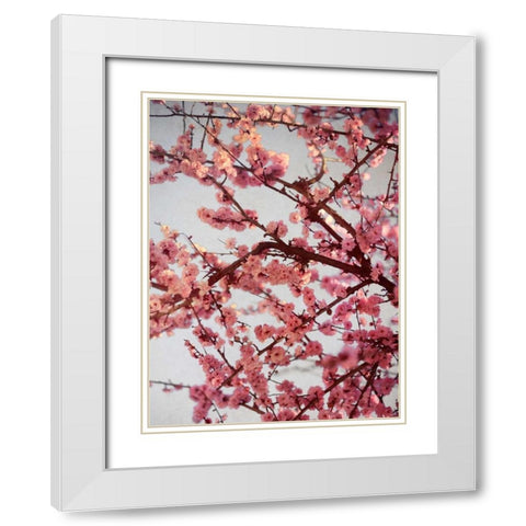 Cherry Blossoms II White Modern Wood Framed Art Print with Double Matting by Bryant, Susan