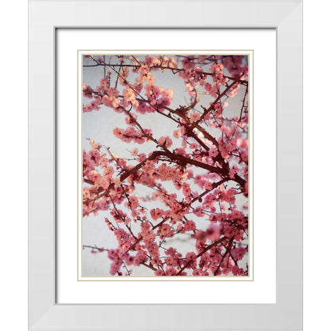 Cherry Blossoms II White Modern Wood Framed Art Print with Double Matting by Bryant, Susan