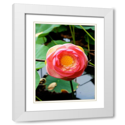Red Lotus II White Modern Wood Framed Art Print with Double Matting by Rodriguez, Jairo
