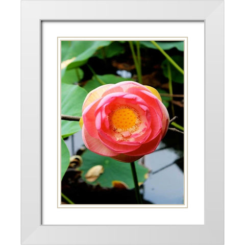 Red Lotus II White Modern Wood Framed Art Print with Double Matting by Rodriguez, Jairo