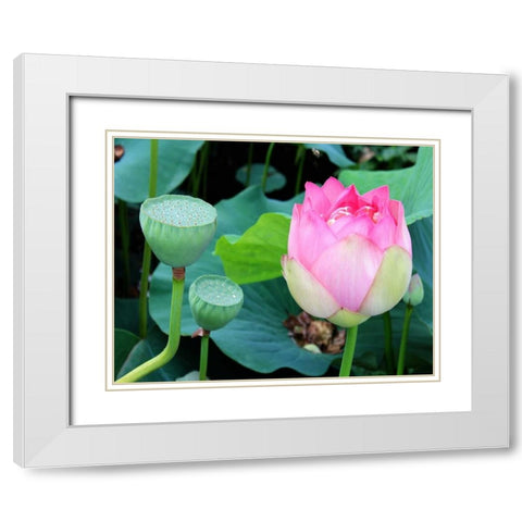 Purple Lotus I White Modern Wood Framed Art Print with Double Matting by Rodriguez, Jairo