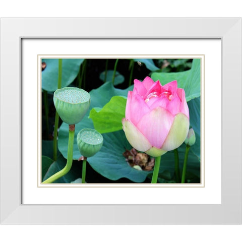 Purple Lotus I White Modern Wood Framed Art Print with Double Matting by Rodriguez, Jairo