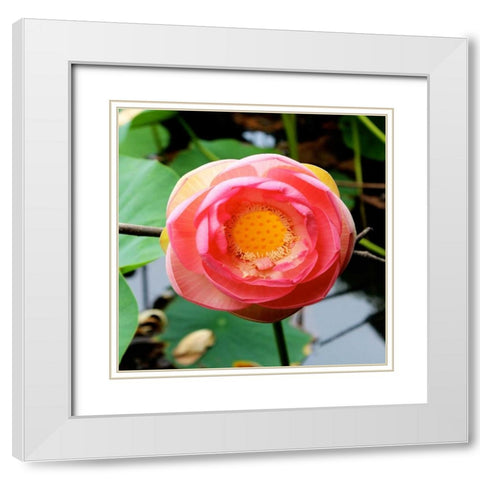Red Lotus I White Modern Wood Framed Art Print with Double Matting by Rodriguez, Jairo