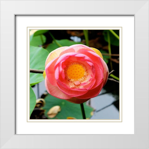 Red Lotus I White Modern Wood Framed Art Print with Double Matting by Rodriguez, Jairo