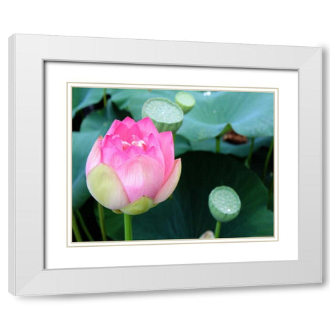 Purple Lotus II White Modern Wood Framed Art Print with Double Matting by Rodriguez, Jairo