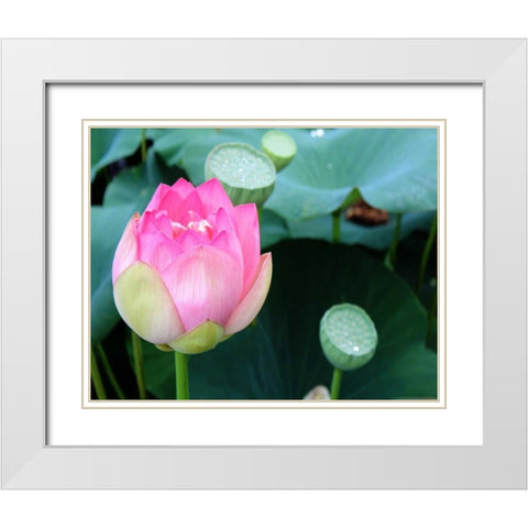 Purple Lotus II White Modern Wood Framed Art Print with Double Matting by Rodriguez, Jairo