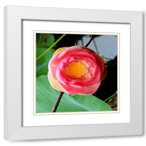 Red Lotus II White Modern Wood Framed Art Print with Double Matting by Rodriguez, Jairo