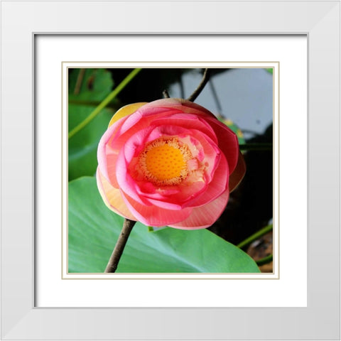 Red Lotus II White Modern Wood Framed Art Print with Double Matting by Rodriguez, Jairo