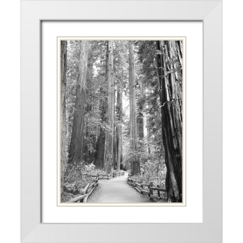 Tree Path I White Modern Wood Framed Art Print with Double Matting by Mansfield, Kathy