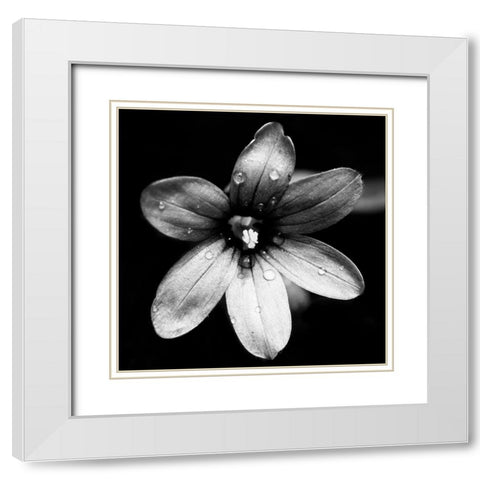 Black and White Bloom I White Modern Wood Framed Art Print with Double Matting by Mansfield, Kathy
