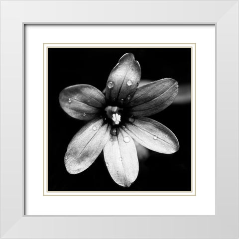 Black and White Bloom I White Modern Wood Framed Art Print with Double Matting by Mansfield, Kathy